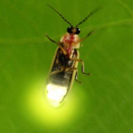 close up of lit firefly