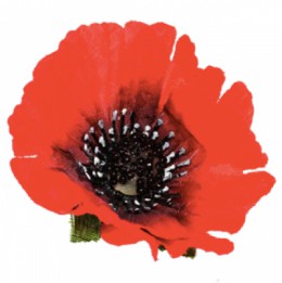 Why is The Poppy A Symbol of Memorial Day?