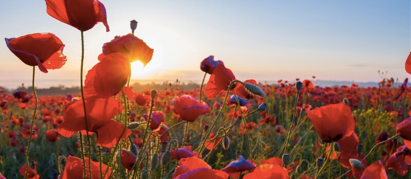 Why is The Poppy A Symbol of Memorial Day?