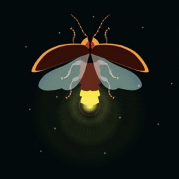 Have you seen any fireflies in your backyard this summer?