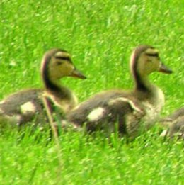 What to Bring to an Estate Planning Consultation with our Team